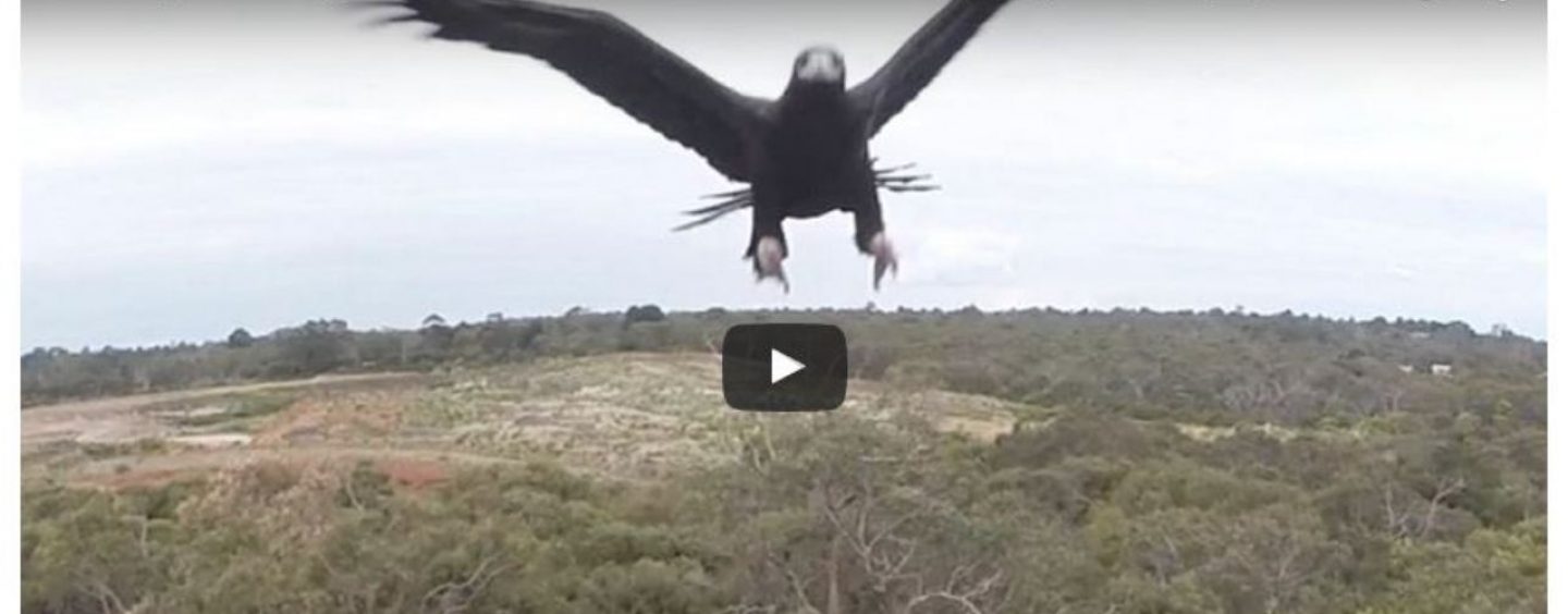 Águia abate Drone em pleno voo para proteger seu território. Veja o vídeo