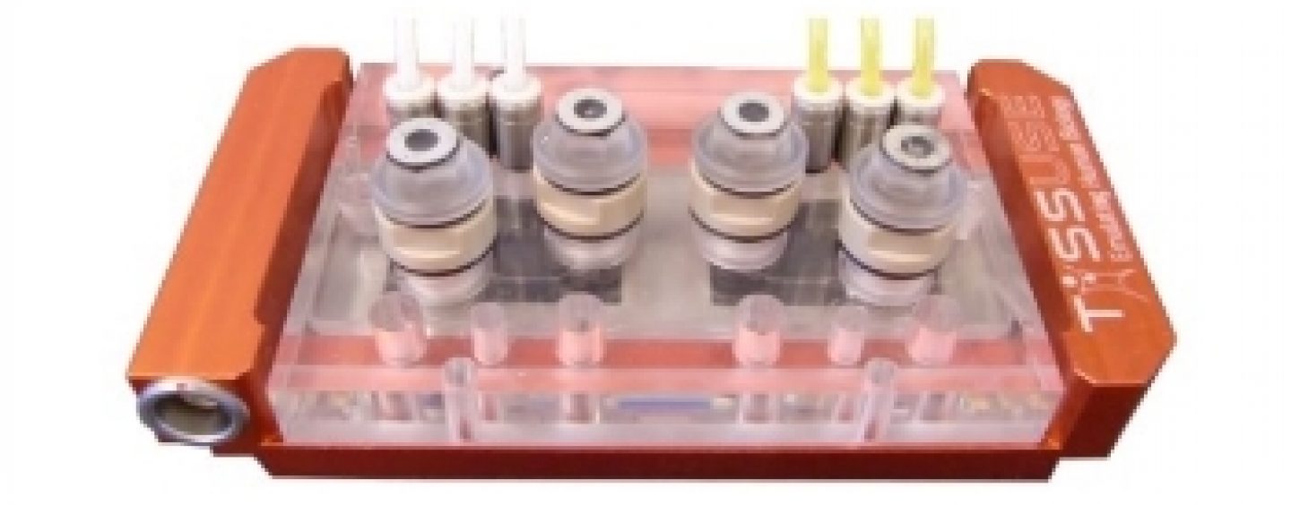 Chip simula órgãos humanos para testes na indústria cosmética