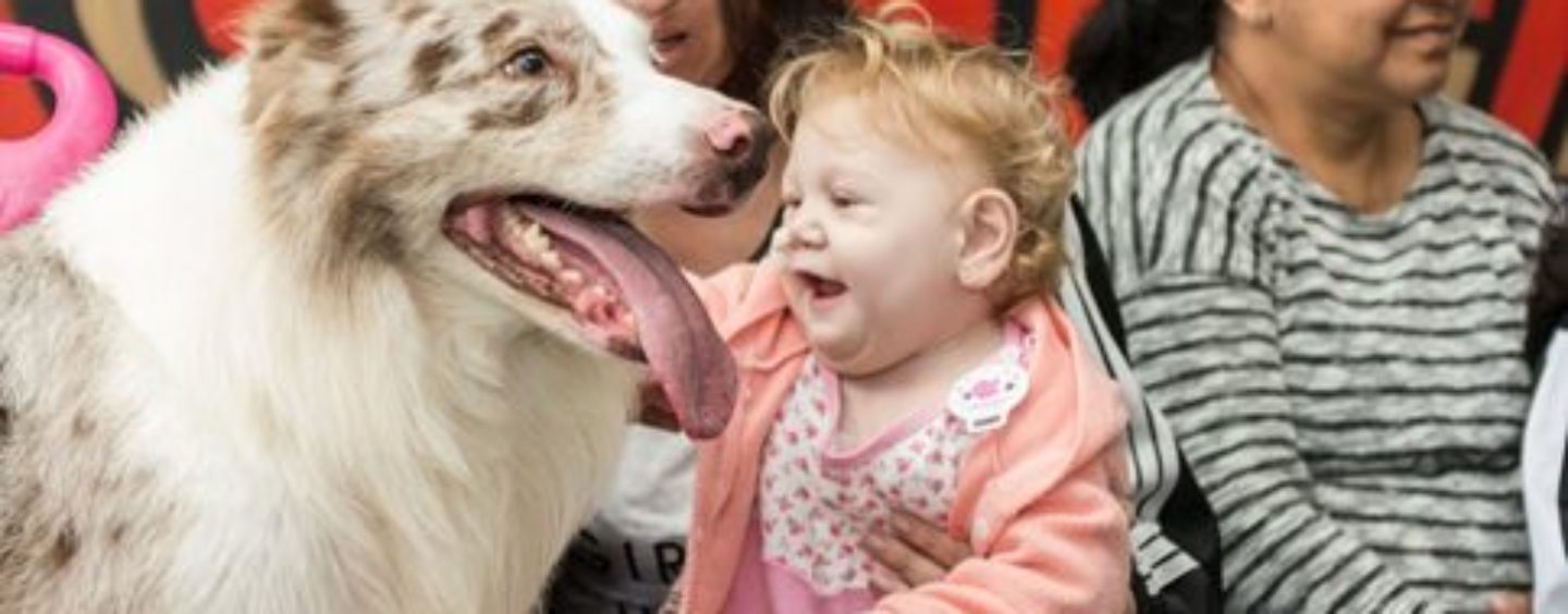 Crianças do Instituto do Câncer de Porto Alegre se divertem com super cães