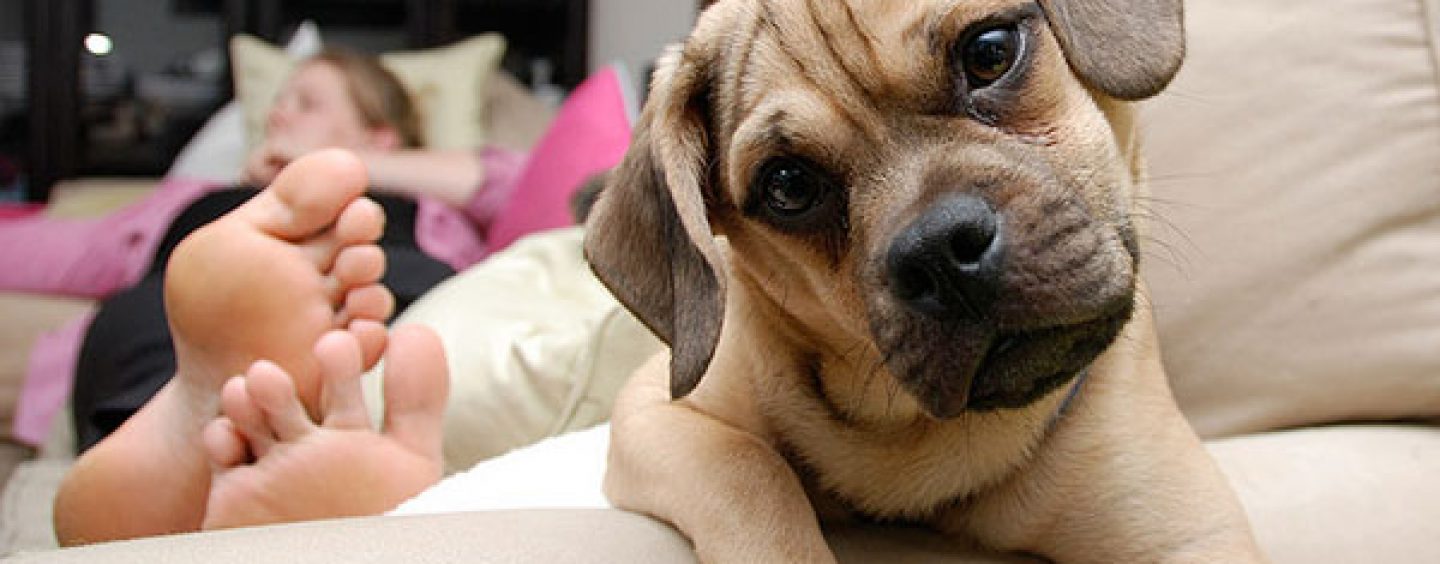 Seis dicas para que seus pets vivam bem em apartamentos
