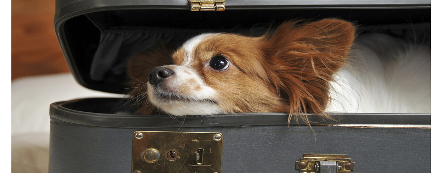 Cinco dicas para viajar com seu pet sem dores de cabeça