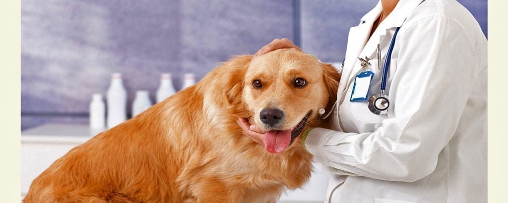 pets