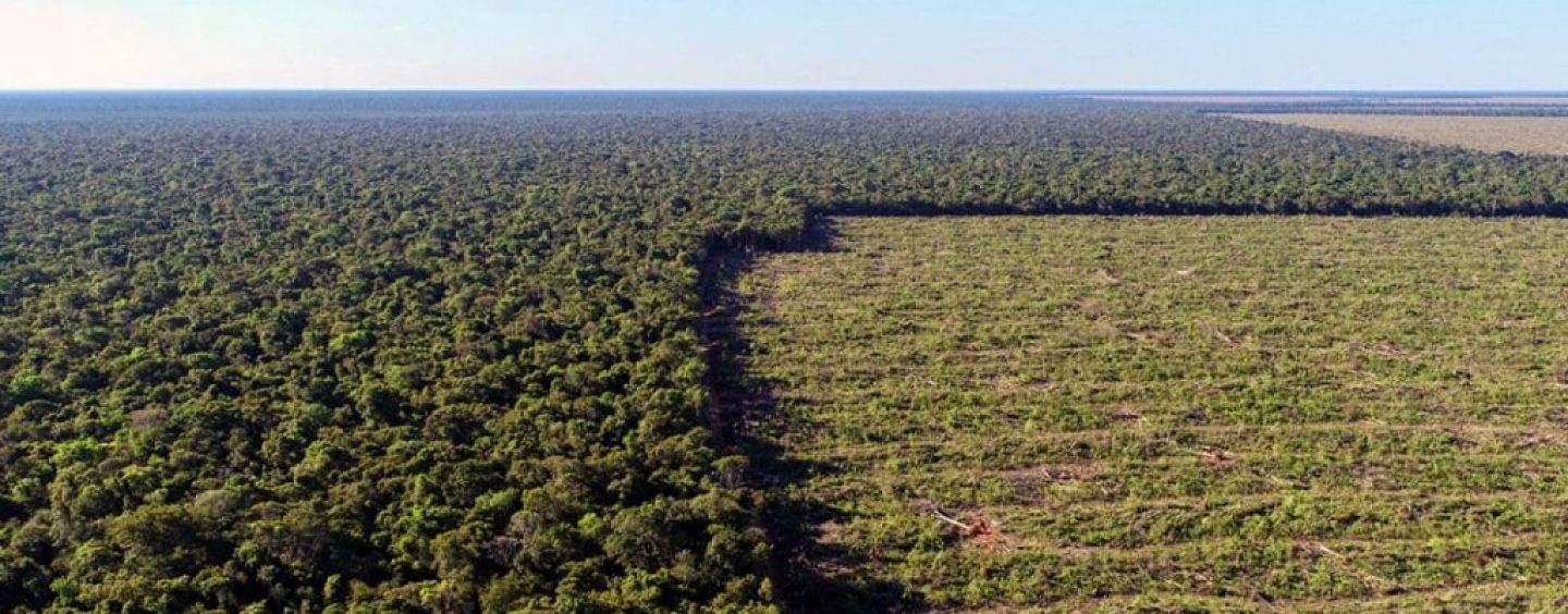 Cerca de 30% do desmatamento da Amazônia ocorreu em Unidades de Conservação