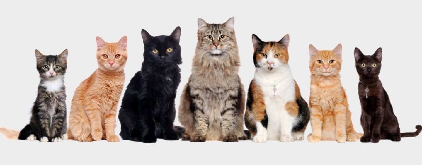 Pesquisa indica que gatos serão maioria nos lares brasileiros em cinco anos
