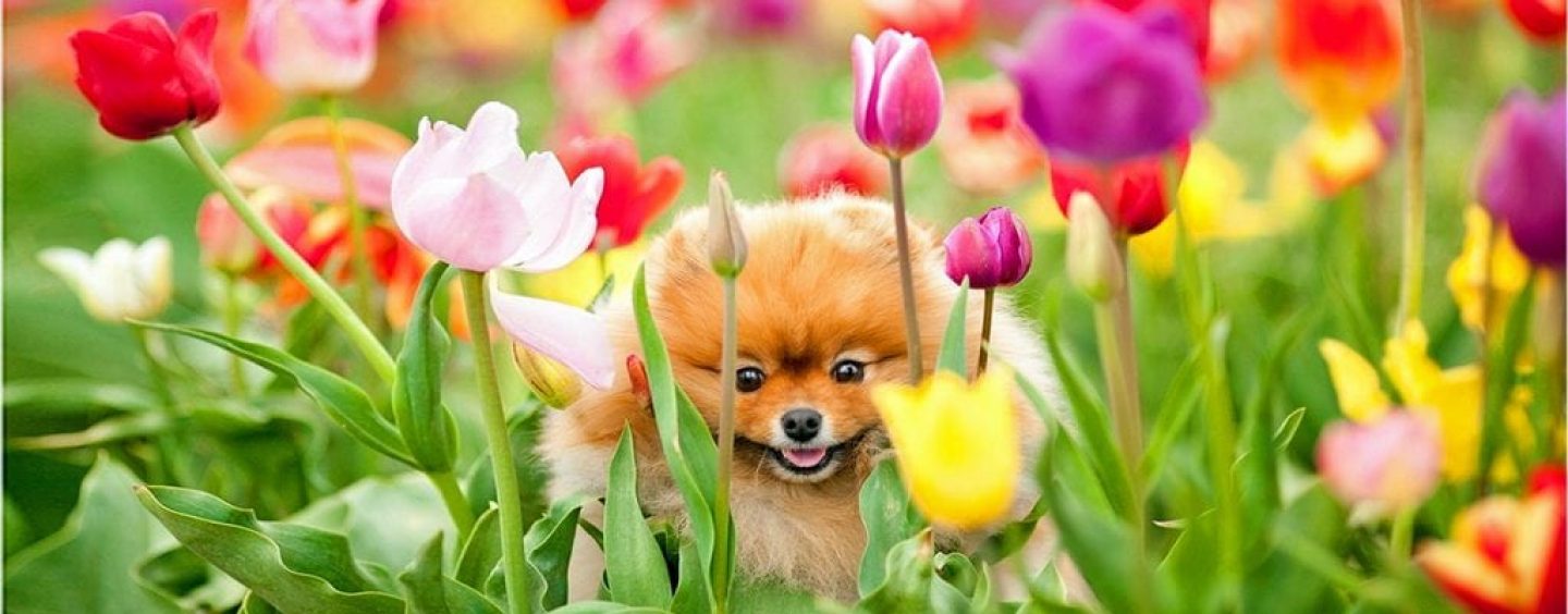 Atenção a essas 9 dicas para cuidar dos pets na primavera