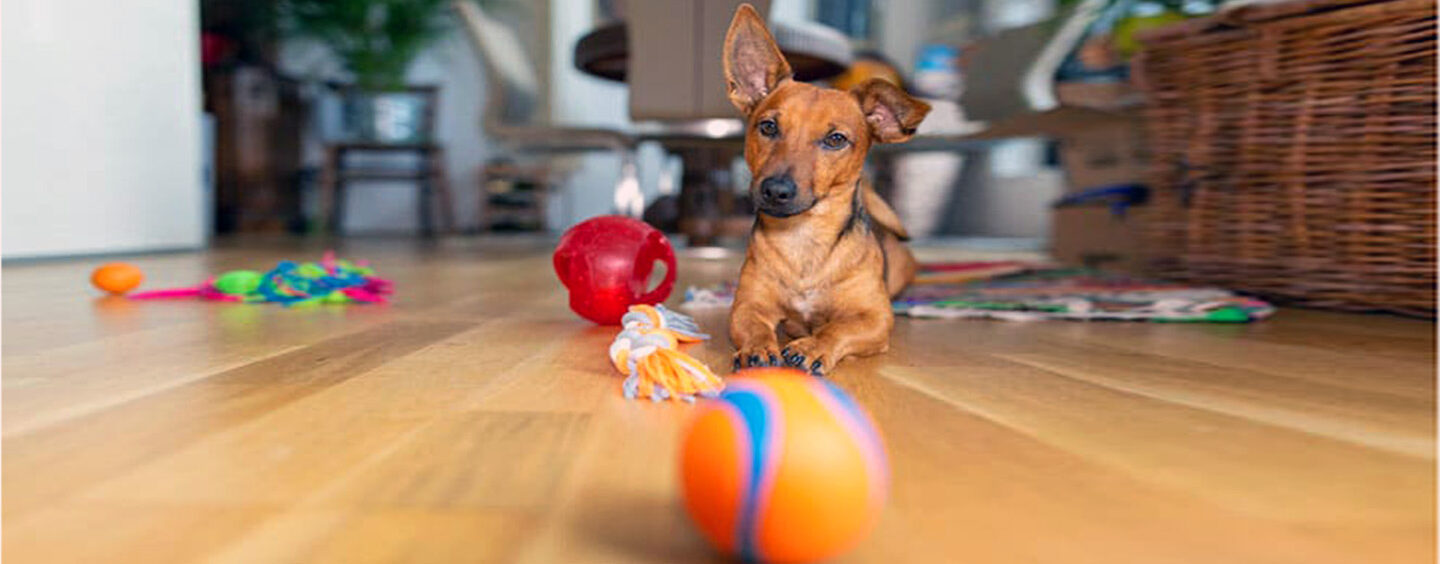 Conheça brincadeiras para fazer com seu pet em casa