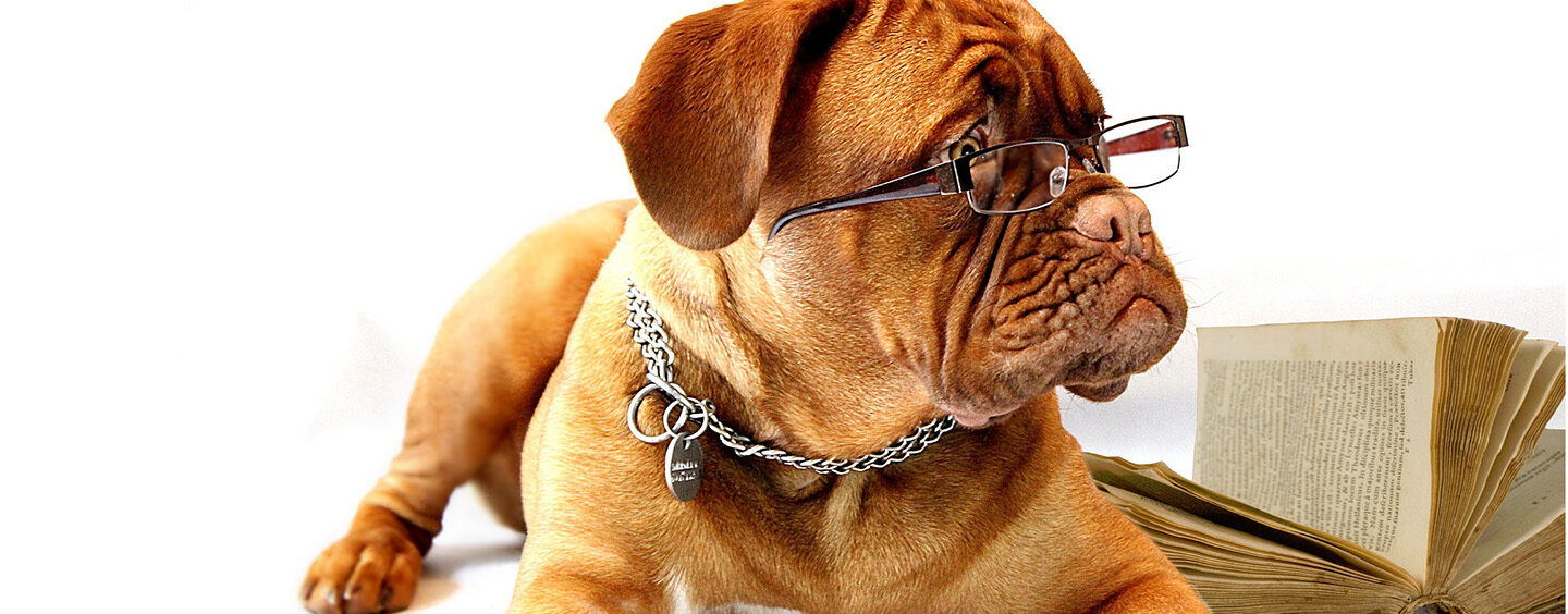 Como escolher o melhor modelo de coleira para cada cão?