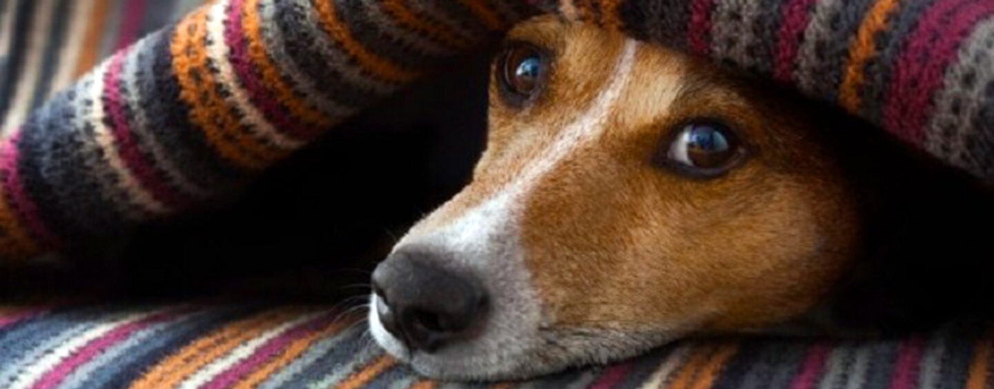 Cuidado com as doenças de inverno em cães