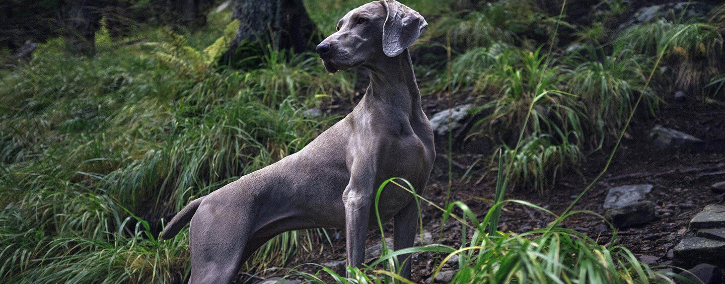 Pet sustentável: o sucesso das marcas eco-friendly para animais