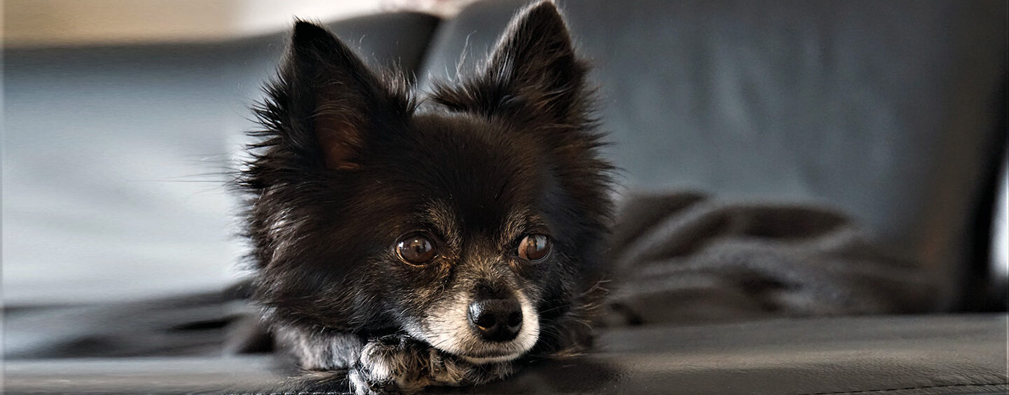 Pets vips: conheça os cães mais caros do mundo