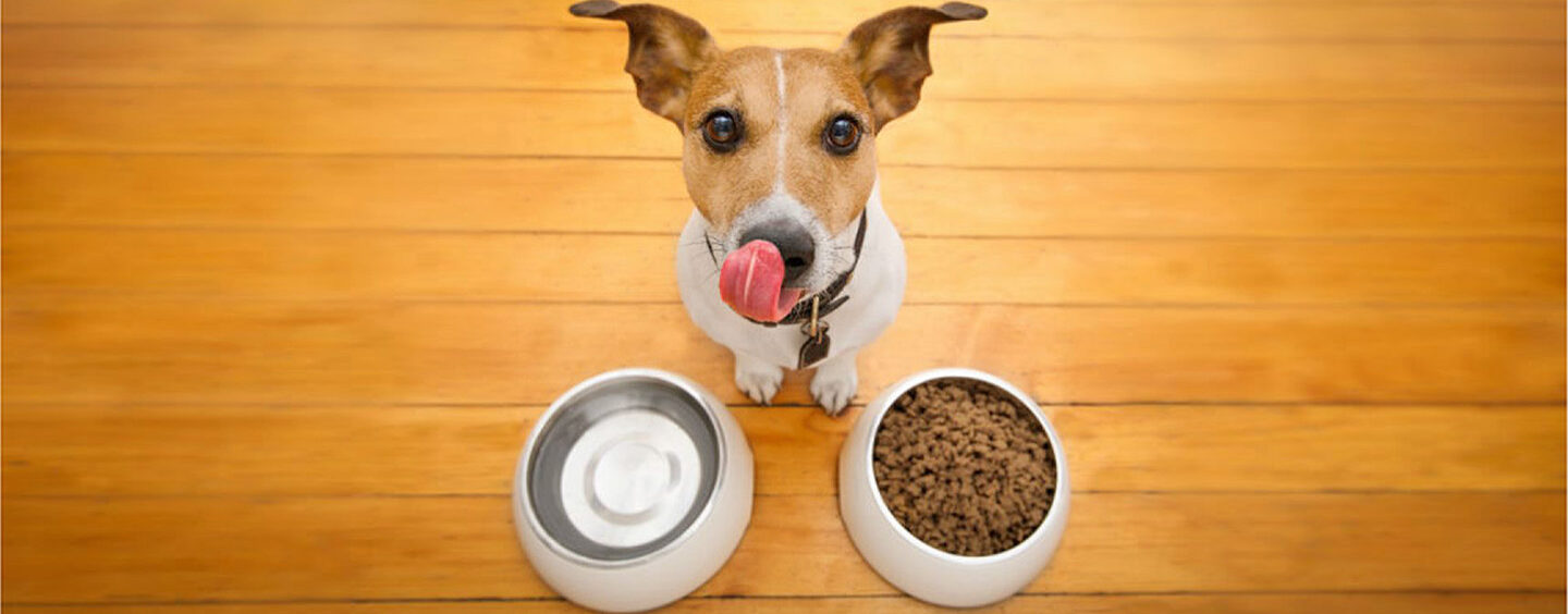 Saiba como escolher a ração ideal para seu pet