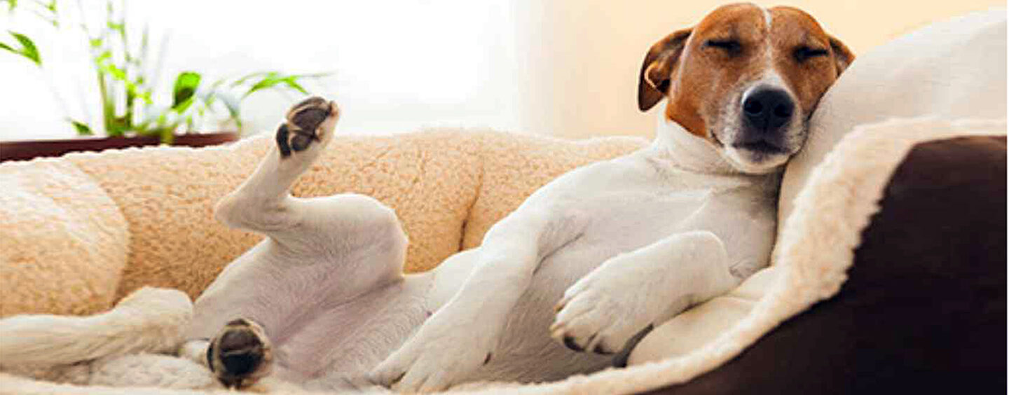 Saiba como retirar o cheiro de cachorro do ambiente