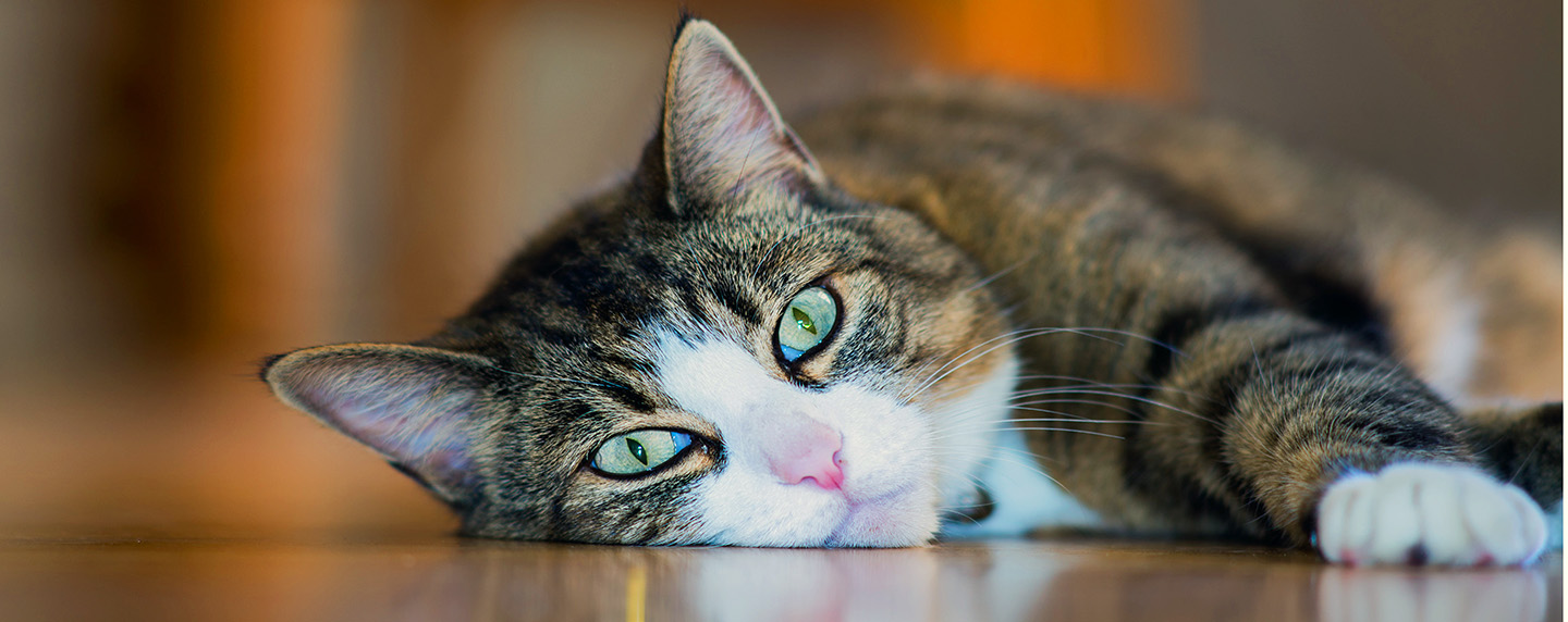 Dia Mundial do Gato: 7 mitos desvendados sobre o felino