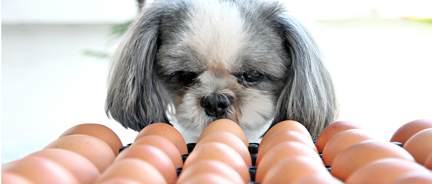Pets podem comer ovos?