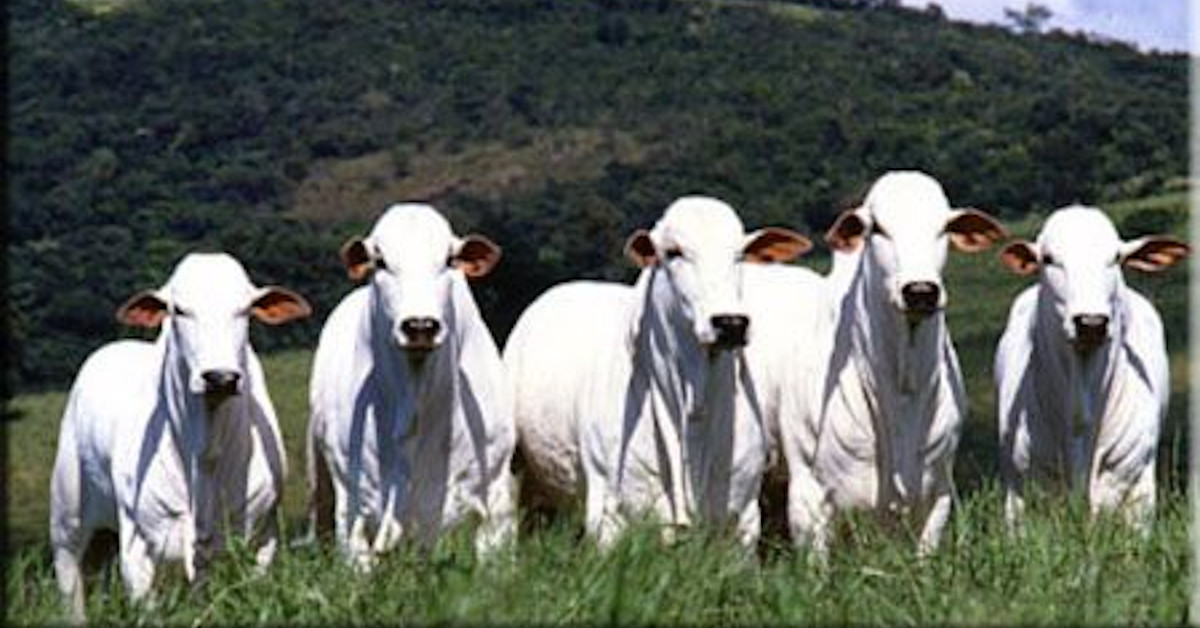 Boi verde: conceito aborda nova forma de agropecuária no Brasil