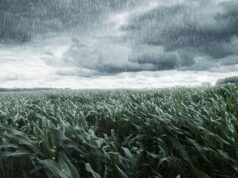 La Niña altera regime de chuvas e exige manejo no agro